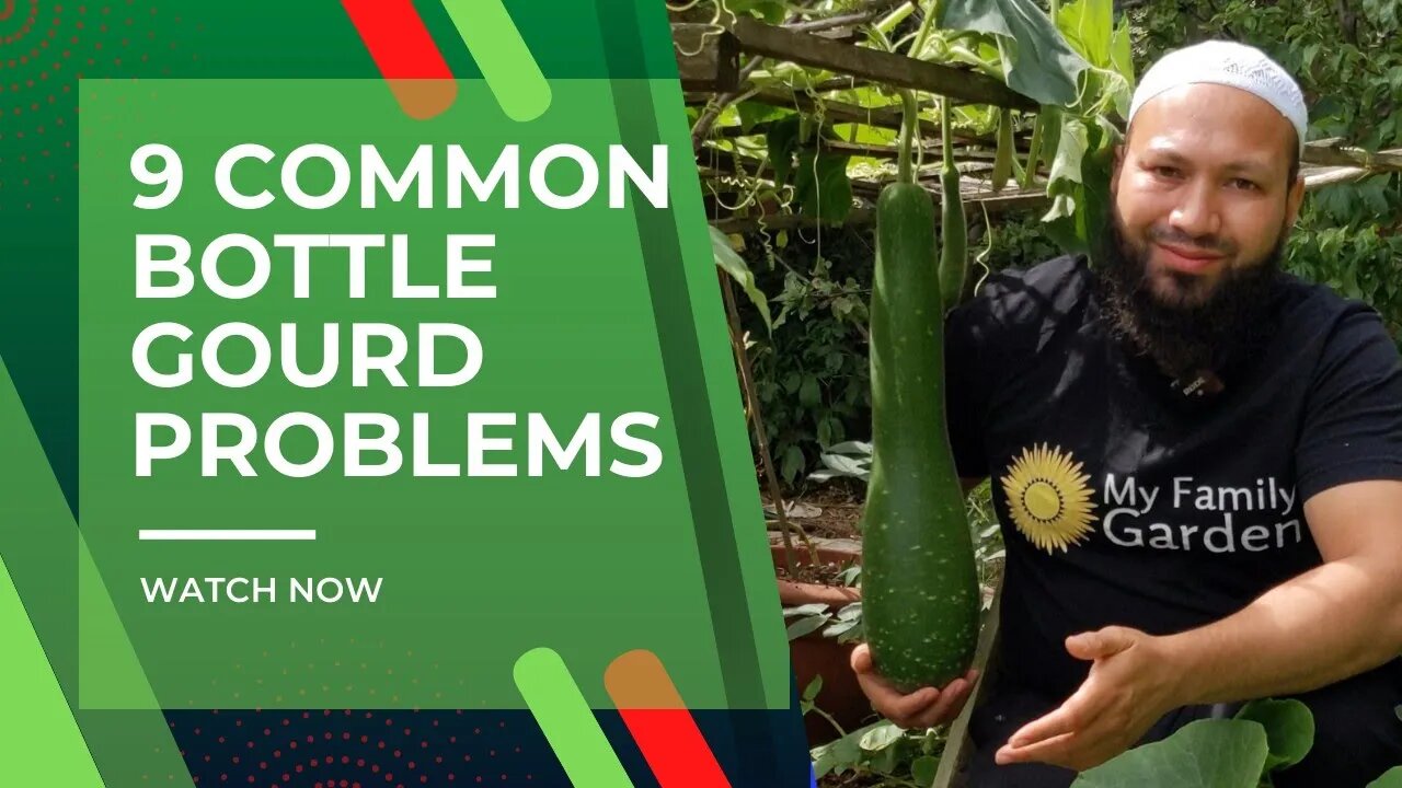 9 Common Bottle Gourd Problems | Common Squash Problems