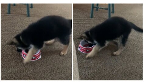 Puppy gets very angry at empty food bowl