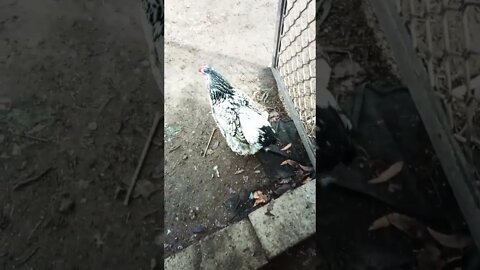 Good morning Rhiannon and P2