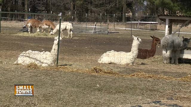 Small Towns: Magic Willows Alpaca Farm