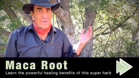 9 Benefits of Maca Root