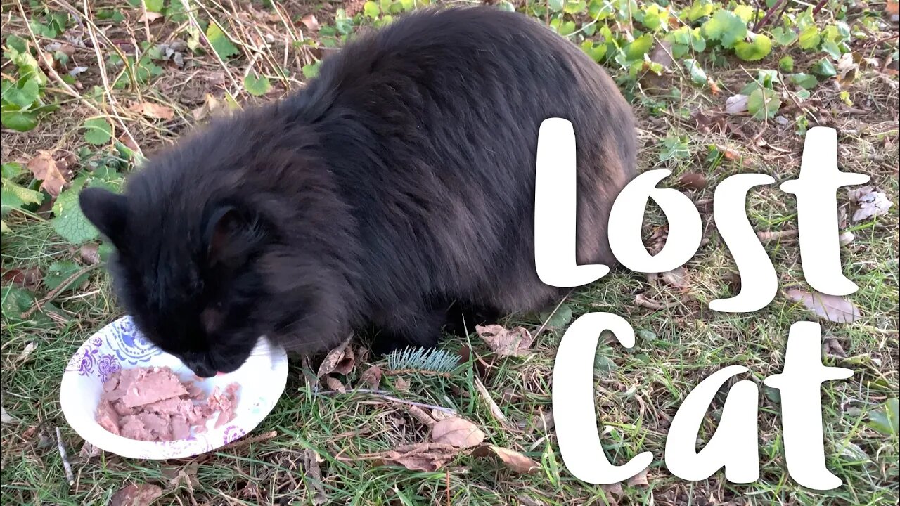 The Lost Christmas Cat