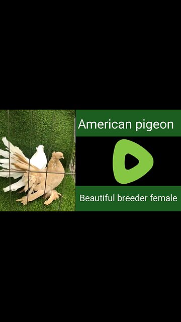 American beautiful breeder female