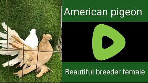 American beautiful breeder female