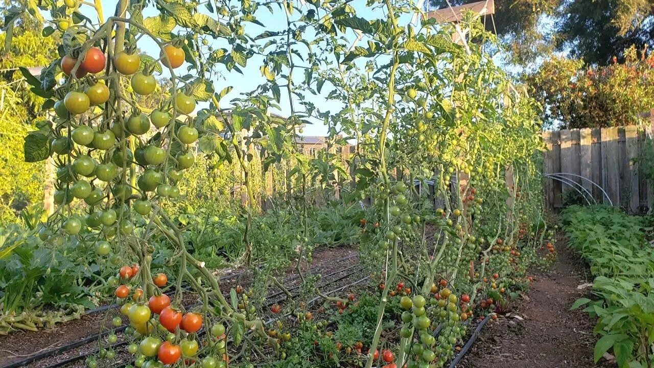 My Lower and Lean Trellis for Tomatoes and Cucumbers