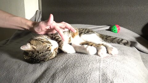 Sleepy Cat Stretchees