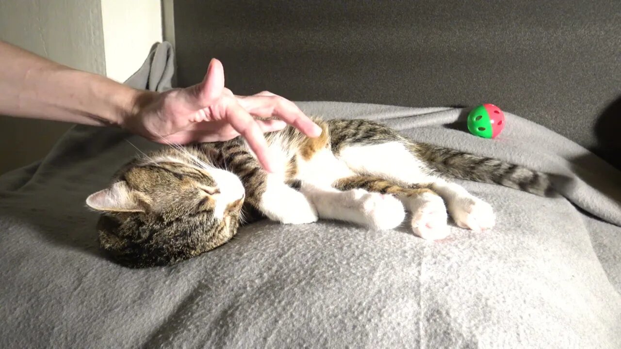 Sleepy Cat Stretchees