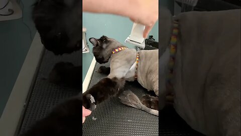 ASTRONAUT MUZZLE for this CAT GROOM… #cat #grooming