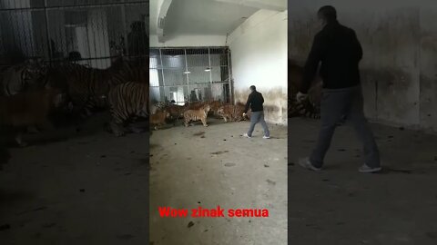 wow the tigers are all tame￼