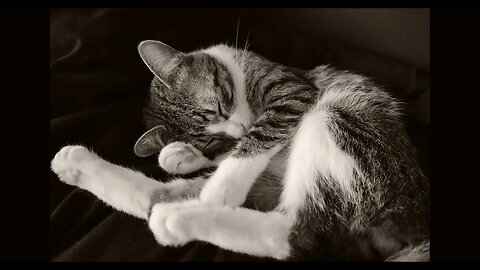 Cat Photography
