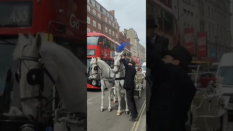 White horses and carriage #horseguardsparade