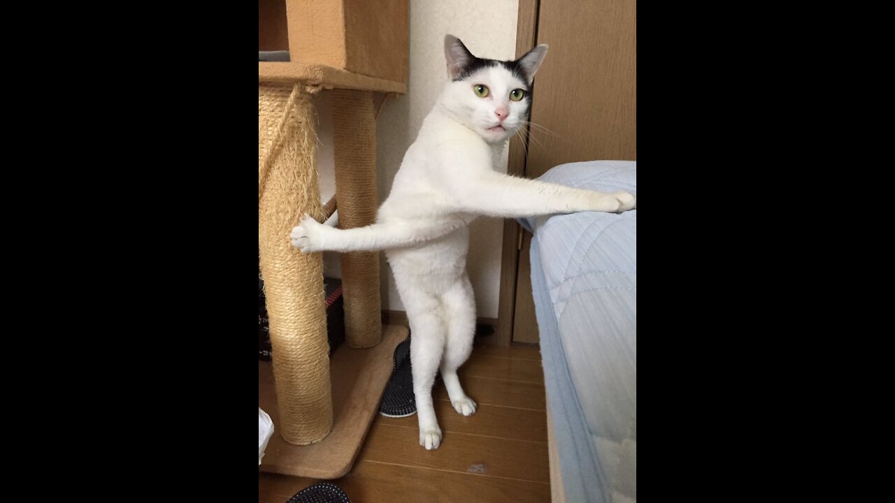 cat cat fanny video