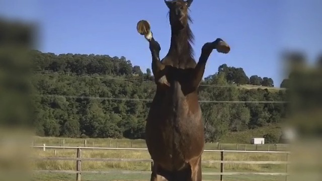 Talented horse demonstrates variety of tricks