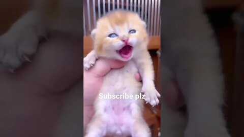 ## funny cute cat 😂😂😂## cat lover 🥰## animal lover 💕💕## short whatsapp status video //short//