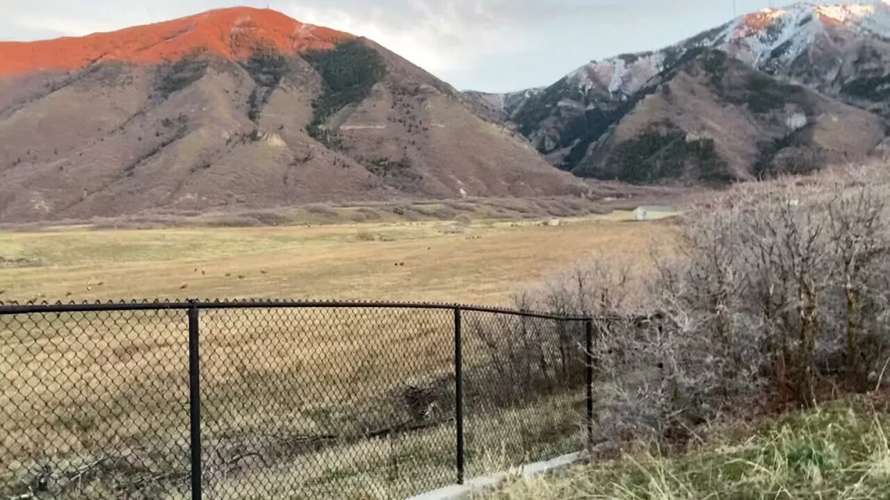 Elk and deer near Payson Utah