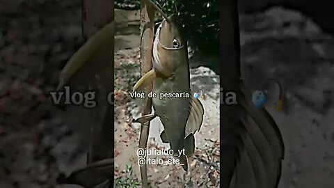 •|peguei o maior peixe da pescaria|• 🎣#anzol#peixesdeáguadoce