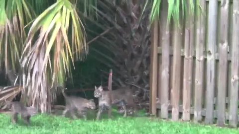 Family of bobcats spotted in Port St. Lucie resident's backyard