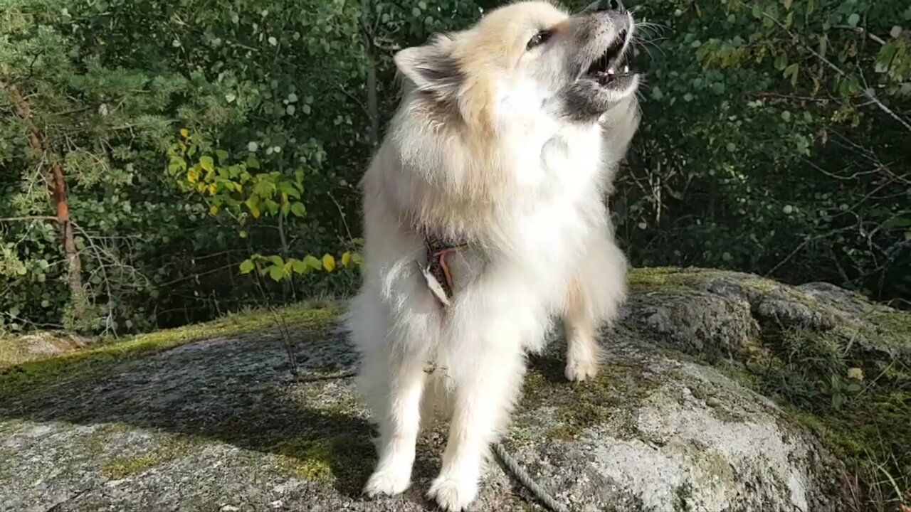 The bitch Piike barking at nothing
