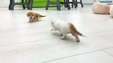 Kitten Willie teaches his sister to run