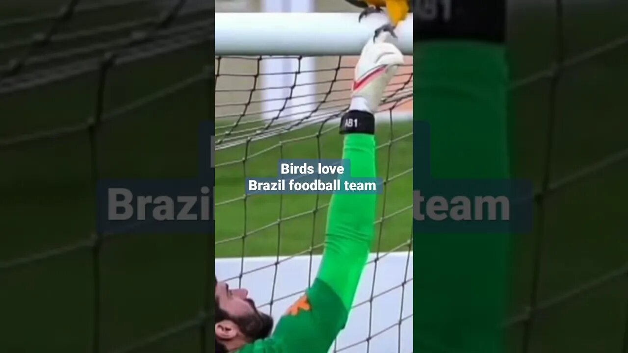 birds love Brazil foodball team... পাখির ভসলবাসায় ব্রাজিল ফুটবল দল সিদ্ধ