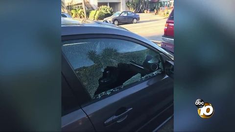 Neighbors wake up to car vandalism