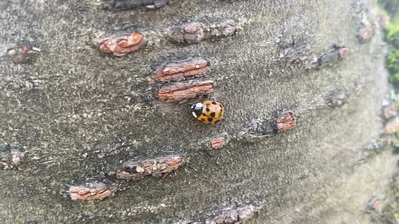 Who Takes Bugs back outside when they find them? This guy does