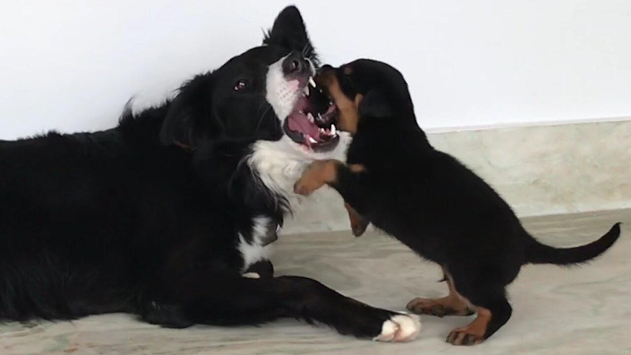 Rottweiler puppy takes on adult Border Collie #Rottweiler​ #Border_Collie