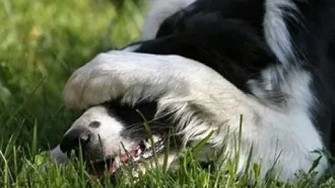 People who think they are dogs get together