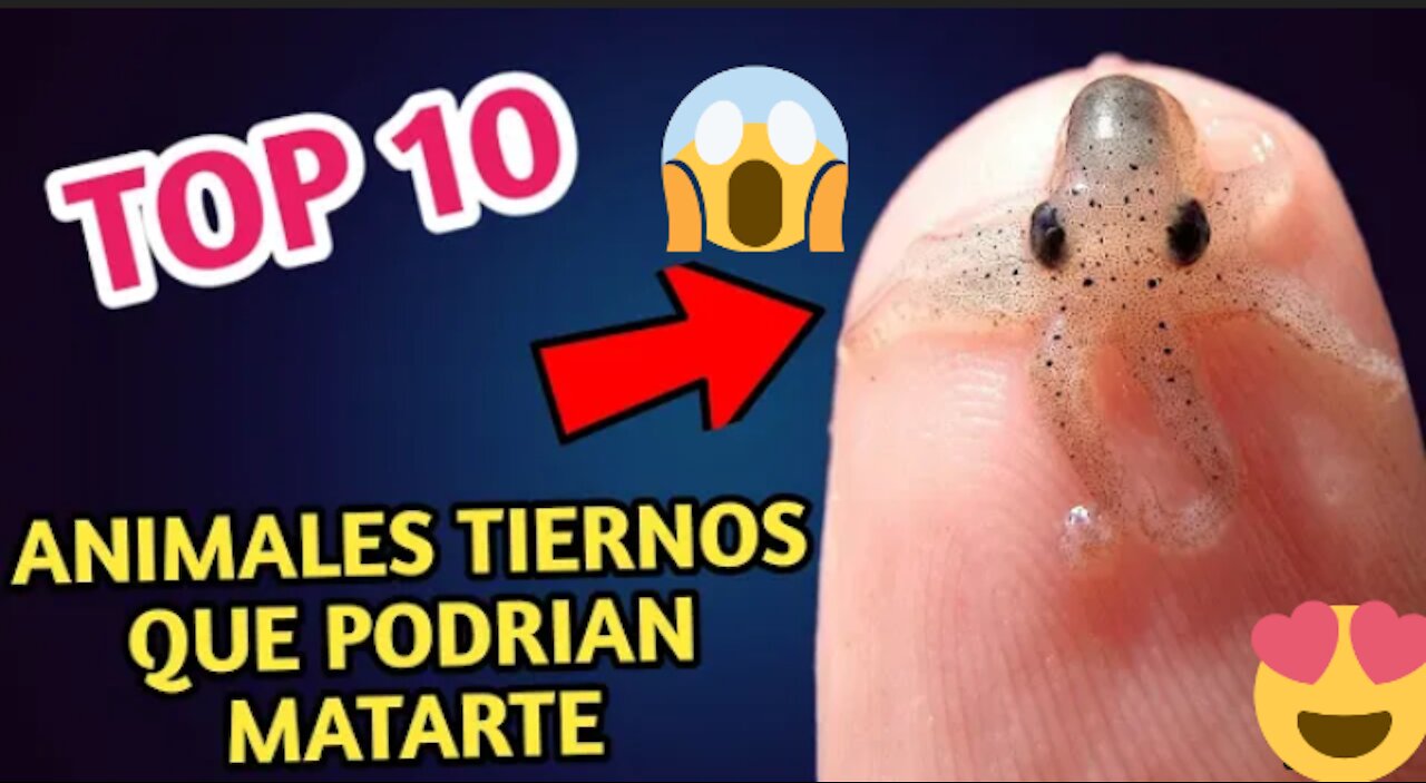 Top animales favoritos y desconocidos 😱