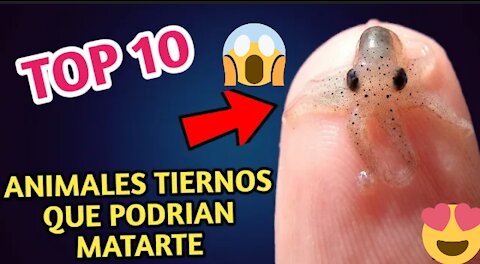 Top animales favoritos y desconocidos 😱