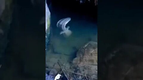 What the hell is this?