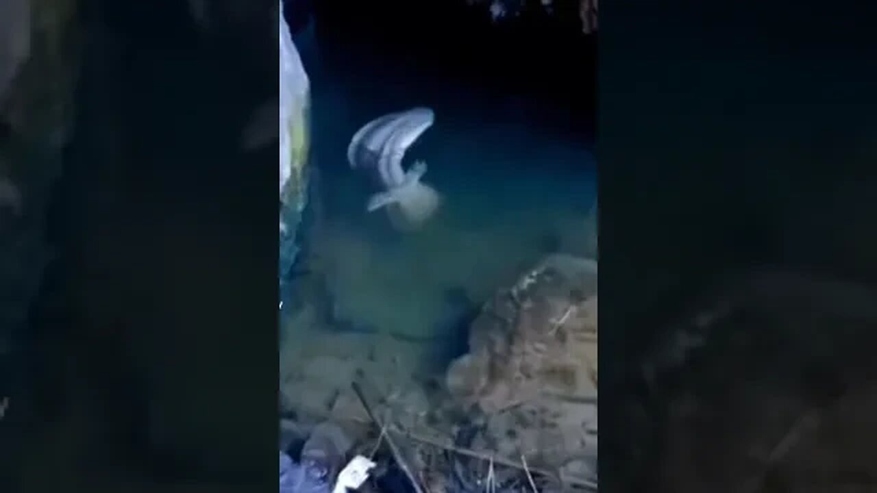 What the hell is this?