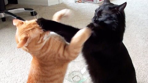 Two cute cats fighting