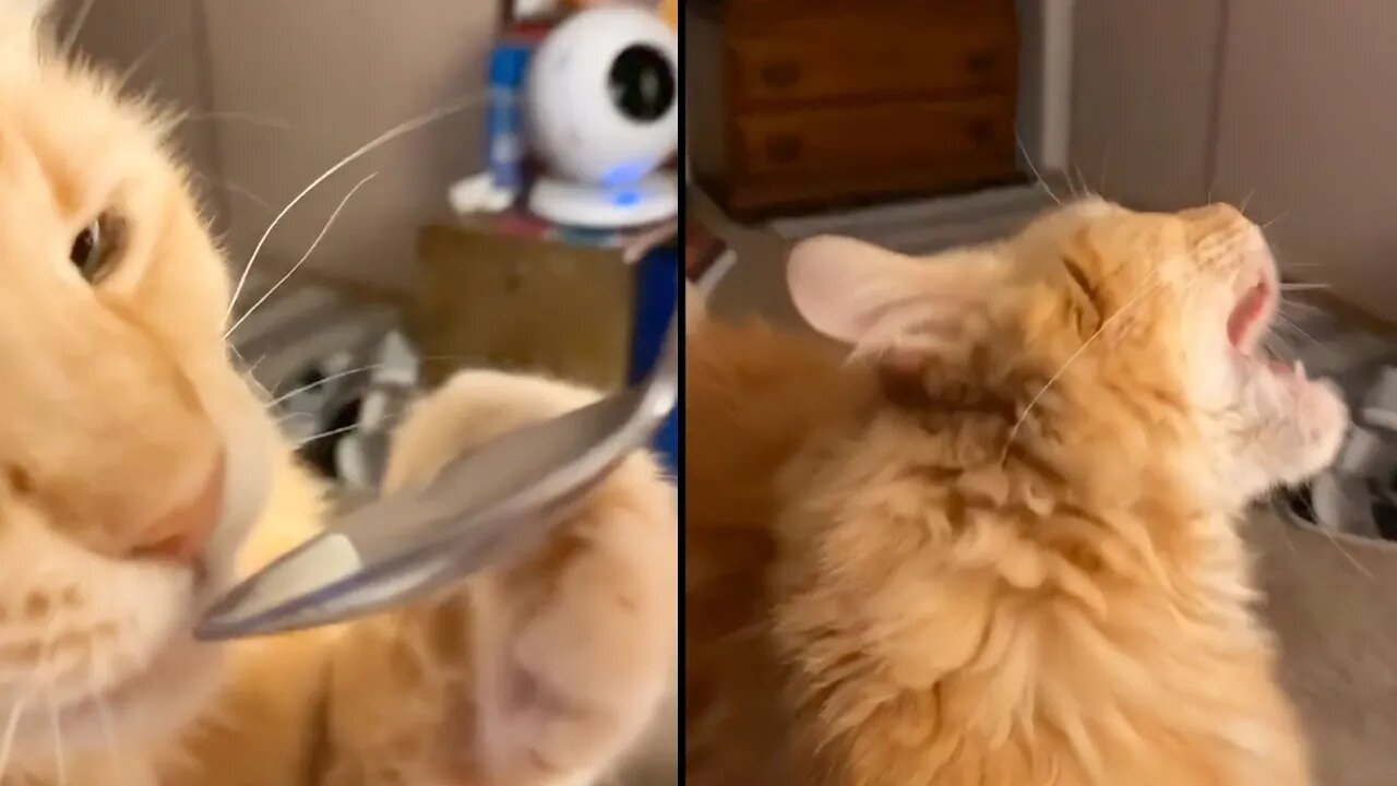 Cat gets brain freeze from ice cream shop