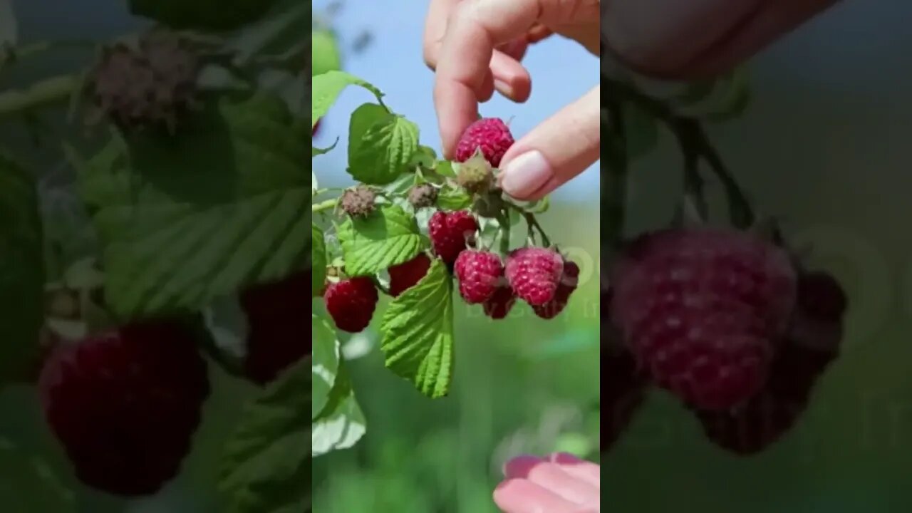 #boysenberries#healthy #healthyfood #fruit#healthy #supportmychannel 🙏🙏🙏