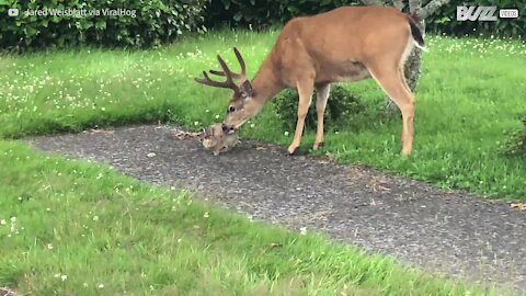 Ce lapin et ce cerf sont très amis!