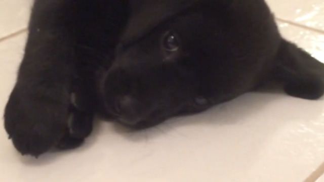 Bruce the Puppy (6 weeks) uses intense energy to crawl final 6 inches to bone