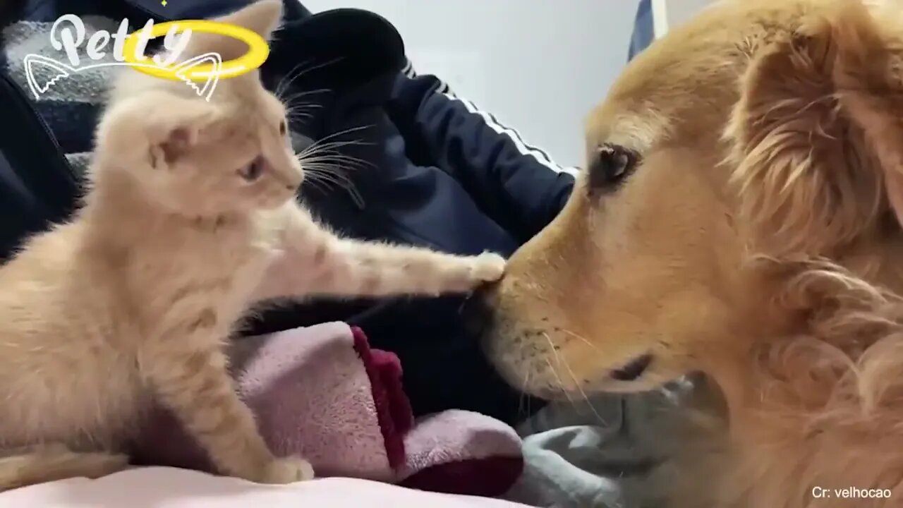 CATS vs DOGS! Love and hate! funny cats and dogs compilation