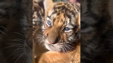 The breeder found an old newborn cub