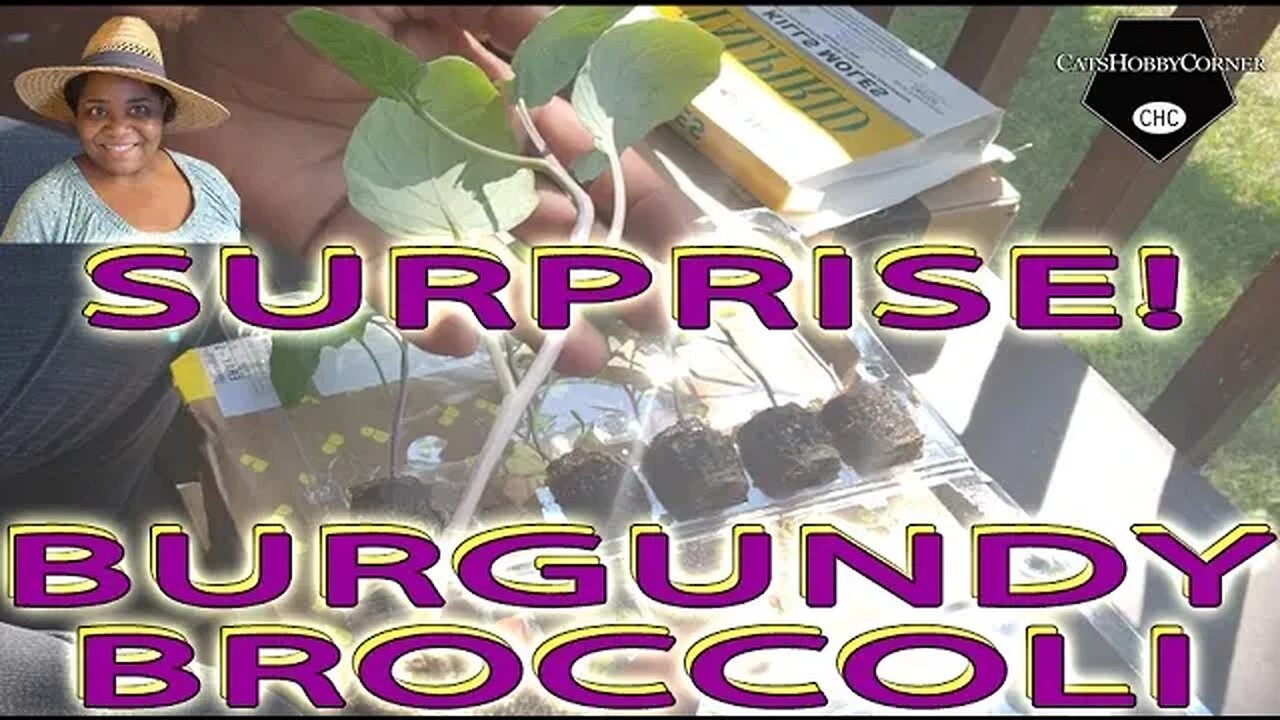 SURPRISE! #broccoli #seedlingtrays - #catshobbycorner