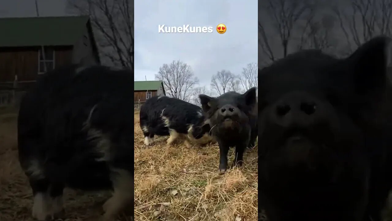 Hog wild! 🐽🤪 #farmlife #kunekune #pigs #cute