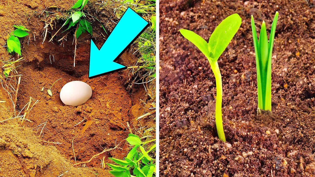 Bury An Egg In Your Garden Soil, What Happens Few Days Later Will Surprise You