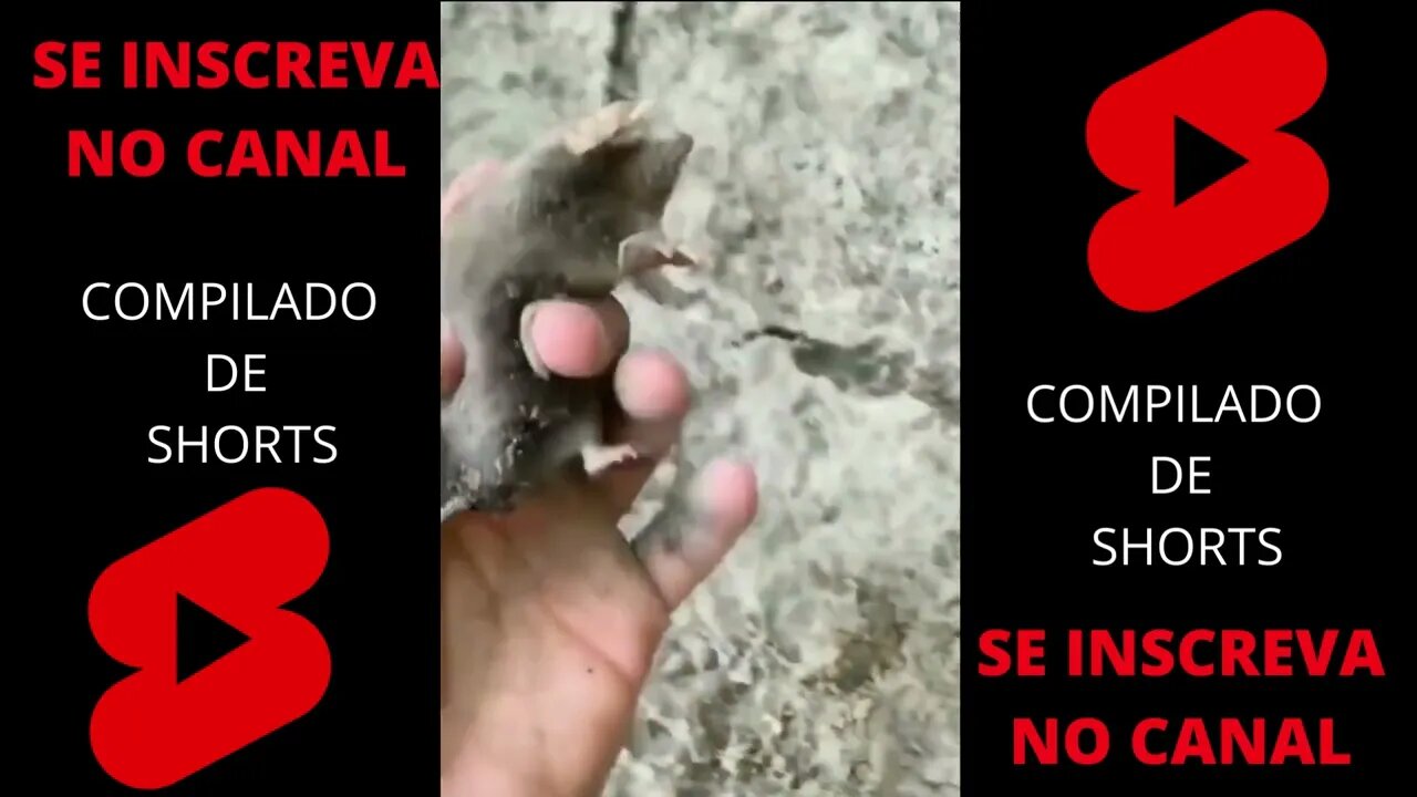COMPILADO SHORTS (ESPECIAL 18)