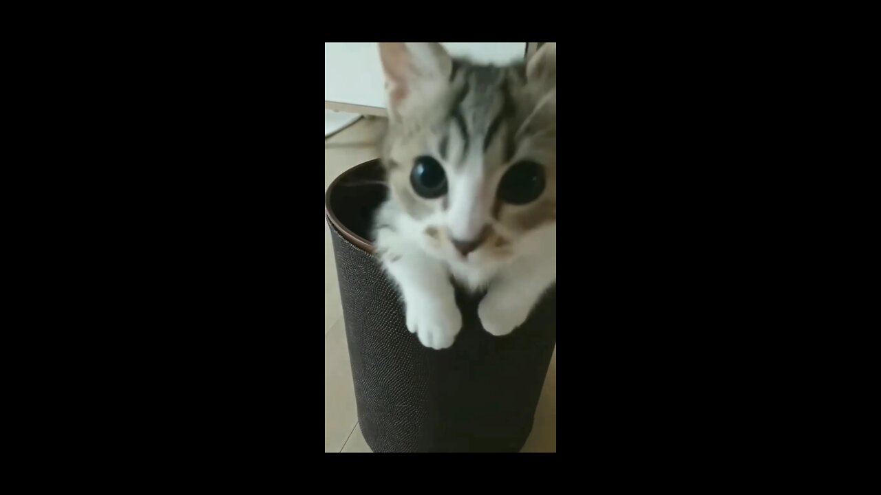 Cute cat || cute funny cat video