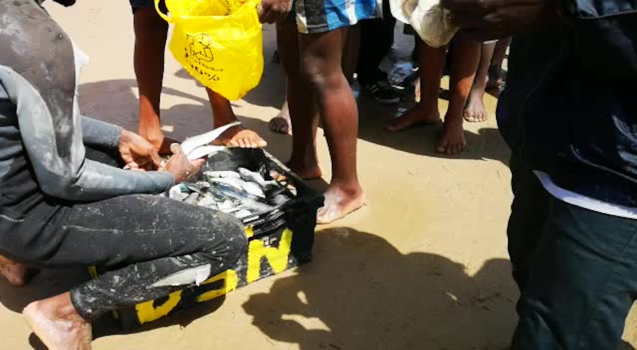 SOUTH AFRICA - Durban - Sardines being netted at Durban beachfront (Videos) (nit)