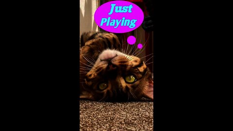 Best Funny Cat Videos That Will Make You Laugh full Day Long #01