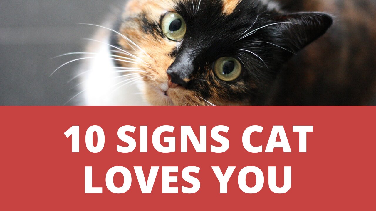 What Are The Signs That Cat Loves You? How Cats Show Their Love to Owners?