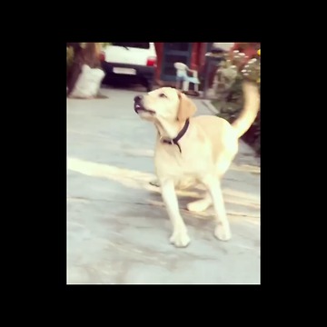 Dog thought it's a ball. Owner tricked him with lemon