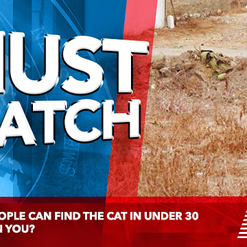 Only 5% of People Can Find The Cat in Under 30 Seconds... Can You?
