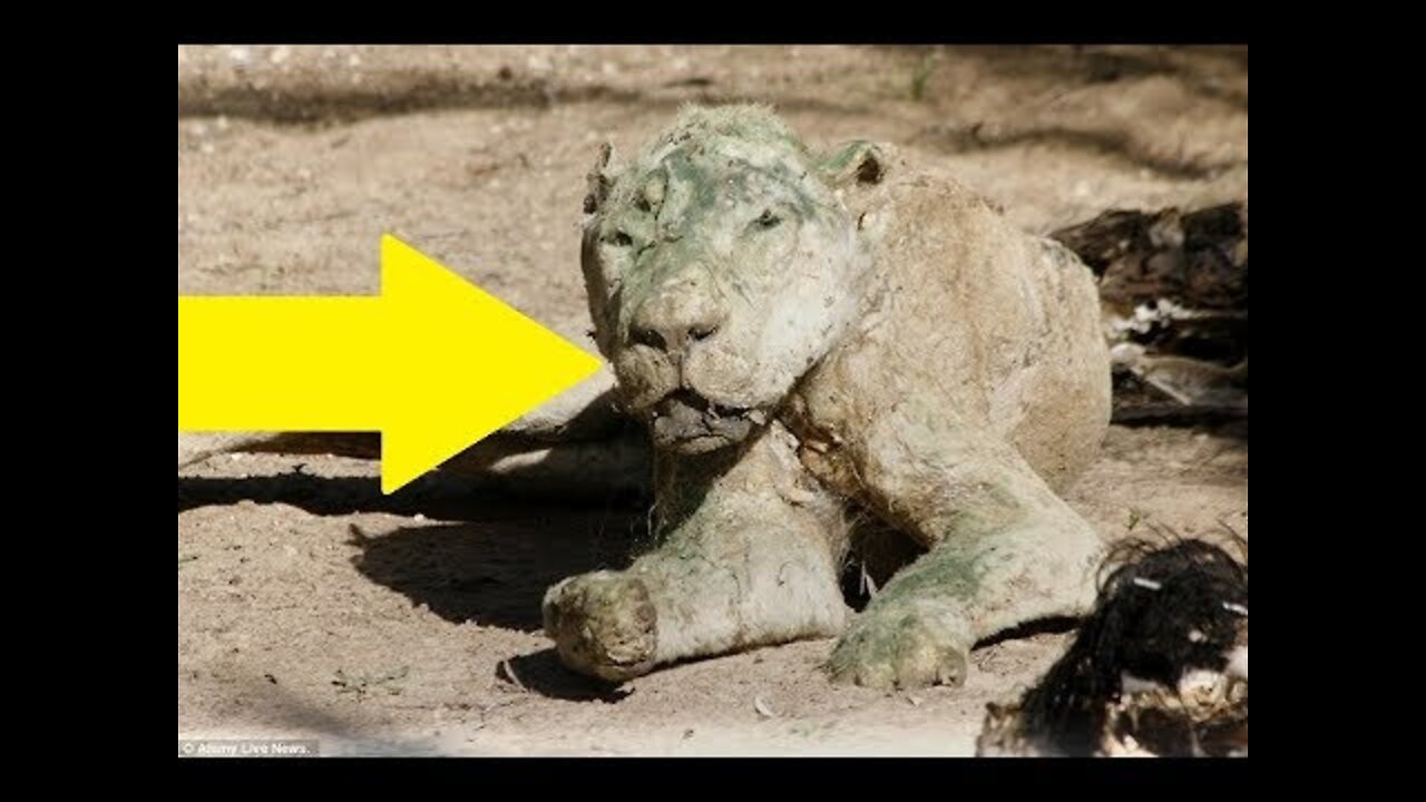 They Call This The ‘Zoo Of Death.’ And Here’s Exactly Why It Needs To Be Shut Down
